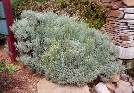 Image result for Santolina chamaecyparissus