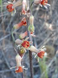 Image result for Tulbaghia alliacea