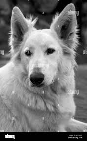 Female grey wolf Black and White Stock Photos & Images