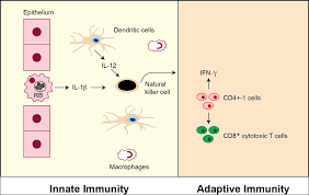Image result for Chlamydia Trachomatis
