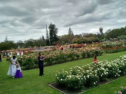 I loved the style of the room and the restaurant/patio area was beautiful. Beautiful Rose Garden In San Jose Picture Of Municipal Rose Garden San Jose Tripadvisor