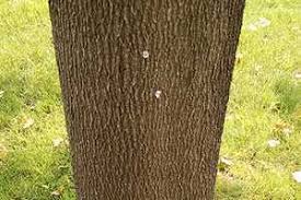 Check spelling or type a new query. Planting A Tree Successfully Requires The Correct Planting Depth Msu Extension