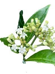 Image result for Landolphia ligustrifolia