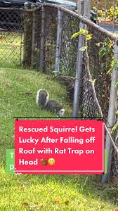 Brave Squirrel's Great Escape from Rat Trap