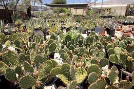My family has been coming to yucca valley and joshua tree since 1992, and after years of passing this place and thinking the dig your own cactus thing was a joke, we finally stopped in about 7. Garden Cactus Mart