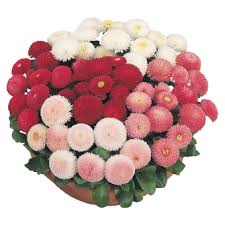 Image result for Bellis