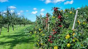 Growing fruit trees are somewhat different to other plants, in that there is an intermediate growing stage where the seed must be grown into a sapling before being planted into a cleared fruit tree patch. Fruit Tree Spacing Guide Primrose Blog