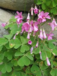 Image result for Oxalis latifolia