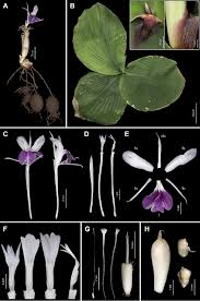 Image result for Kaempferia