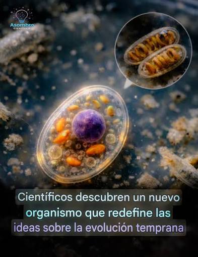   Captan por primera vez cómo dos microorganismos colaboran, un  hallazgo que ayuda a entender el origen de la evolución biológica.