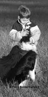 Border Collie Breeder Border Collie Pups Puppies Collie Border Collie Breeders Border Collie Puppies