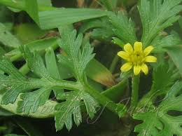 Image result for Chrysanthellum