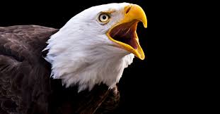 Affordable Substitutes For Screaming Eagle The Famously Expensive Napa Valley Cult Cab Vinepair