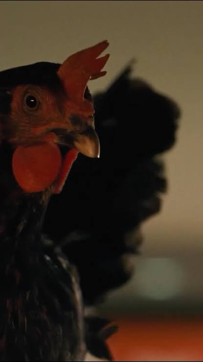 Pentru „GĂINA”, György Pálfi nu a apelat la CGI. A apelat la 8 găini reale,  cumpărate special pentru film, care interpretează pe rând personajul  principal. Găinile sunt din rasa Leghorn, un |