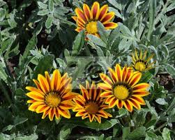 Free photos search by gazanie keyword. Gazanie Gazania Mittagsgold Bluht Gelb Gestreift Fototapete Fototapeten Blutenblatter Garten Blume Blumengarten Myloview De