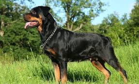 However, they can also make excellent family dogs. Rottweiler Training Seven Things You Need To Know