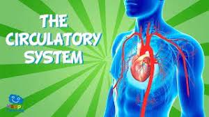 Superficial arteries and veins of the face and scalp. The Circulatory System Educational Video For Kids Youtube