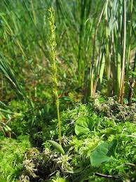 Assèchement de ces terres jugées improductives en vue d'une exploitation agricole. Sumpf Weichwurz Hammarbya Paludosa Forum Fur Naturfotografen