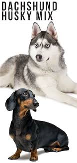 Rescuing a dachshund husky mix. Dachshund Husky Mix A Loving Companion But Know The Risks