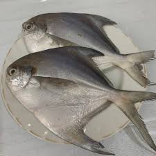 Ukuran tubuh ikan bawal putih yang tertangkap biasanya antara 15. Ikan Bawal Putih 1 Kg Isi 8 10 Pcs Shopee Indonesia