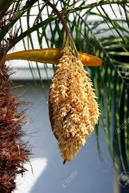 The same holds true for the ones we have in the. Palm Tree Inflorescence Flower Seed In Pod Stock Photo Picture And Royalty Free Image Image 10640357