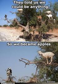 18 Hilarious Goat Memes To Make Your Sunday Even Better Goats Funny Cute Goats Funny Animals