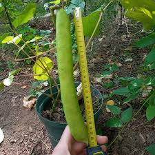 Image result for Canavalia ensiformis