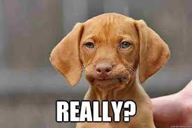 10 Memes To Share When You Are Annoyed Dog Memes Funny Dog Memes Funny Dogs