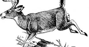 Black And White Deer Vector Deer Vector Clip Art Free Vector For Free Download Deer Illustration Deer Vector Deer Drawing