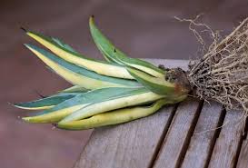 The cactus is spread by wildlife eating its fruit and dispersing the seeds, but any part cabi estimates that without management, 70% of kenya's natural pasture will be lost to various where the cactus is dense, it can prevent people's access to their homes and livestock's access to. Agave Propagation For Stable Variegation Cacti And Succulents Agave Propagation