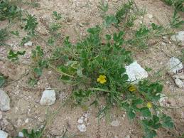 Image result for Cucumis africanus