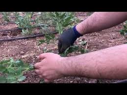 Domateste Koltuk Alma Budama Cok Kolay Yontem Muhendisimiz Anlatiyor Youtube 2020 Domates Ekimi Domatesler Youtube