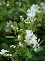 Image result for Exochorda