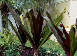 This lily is a beautiful and easy plant to grow. Lily Plants Tropical Backyard Landscaping Lily Queen