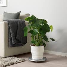 Monstera Pflanze Fensterblatt Ikea Deutschland Monstera Wohnung Pflanzen Pflanzen