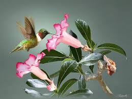 Ruby-throated Hummingbird and Desert Rose Digital Art by M ...