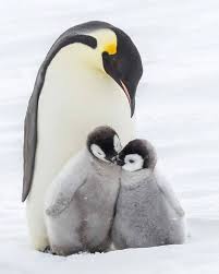 Moonlight Adli Kullanicinin Penguin Panosundaki Pin 2020 Imparator Penguen Sevimli Hayvan Yavrulari Yavru Penguenler