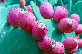In the united states, one standard drink (or one alcoholic drink equivalent) contains roughly 14 grams of pure alcohol, which is found in: Mexican Nopal Cactus Seen As A Healthy Functional Food Across Latin America