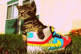 Pin By Alexus Schoen On Animals Cats Pretty Cats Cat Kids