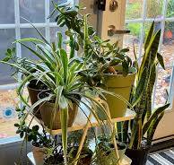 North Facing Window Plants: 15 Choices for Northern Exposure