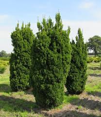 Lutea rehder taxus baccata f. Solitare Eiben Der Pflanzenprofi Aus Ostfriesland