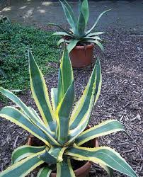 Check spelling or type a new query. How Often Does Agave Bloom And How Long It Last Amaze Vege Garden