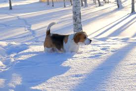Beagle In The Snow - redzet.lv
