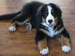 Takoda 16 Weeks Big Fluffy Bear Bernese Dog Bernese Puppy Bernese Mountain Dog