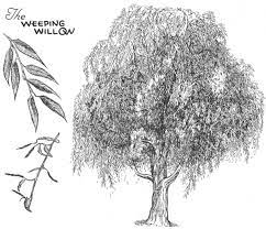 How To Draw Trees Bark Twigs Leaves And Foliage Drawing Tutorial Page 2 Of 2 How To Draw Step By Step Drawing Tutorials Also a good reference for how to render different textures if you are already more experienced.