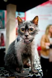 Über 4.500 baumaschinen sofort verfügbar. Britain Battles Russia To Be Crowned Winner Of World S Best Cat As The Claws Come Out For Victory Mirror Online