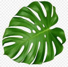 Download Leaf Swiss Cheese Plant Tropics Clip Art Tropical 940447 Png Bunga Tropis Lukisan Cat Air Tropis