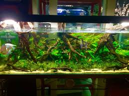 Amazone Biotope Aquaristik Wurzel Aquarium Aquarium