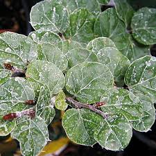 Image result for Fagus sylvatica Cockleshell