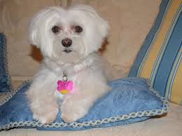 Many times, tear staining is an aesthetic issue. How To Prevent Red Tear Stains On A White Or Light Colored Dog Pethelpful